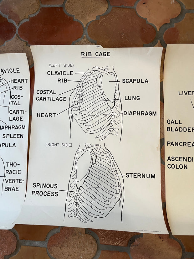 1961 Matthew Bender & Co. Anatomy Prints