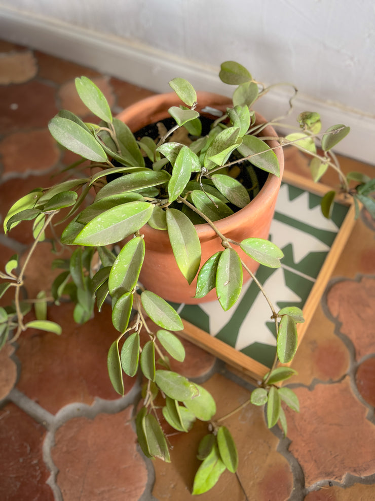 Green Oaxacan Tiled Rolling Stand (FREE SHIPPING)